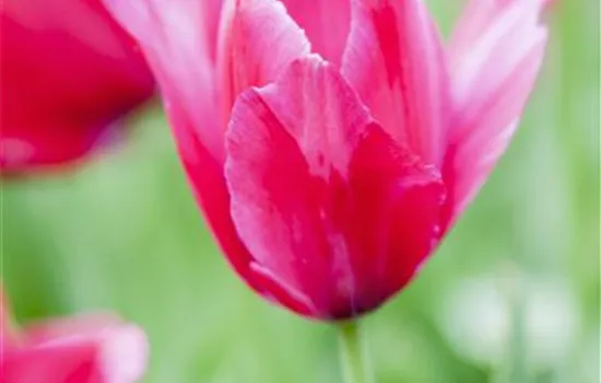 Garten-Tulpe