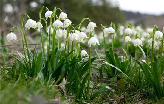 Frühlings-Knotenblume