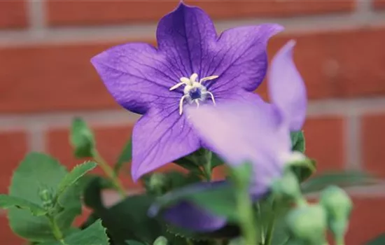 Ballonblume- Einpflanzen im Garten