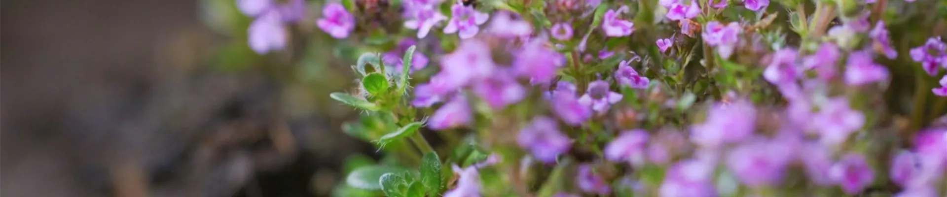 Rosenthymian - Einpflanzen im Garten (thumbnail3).jpg