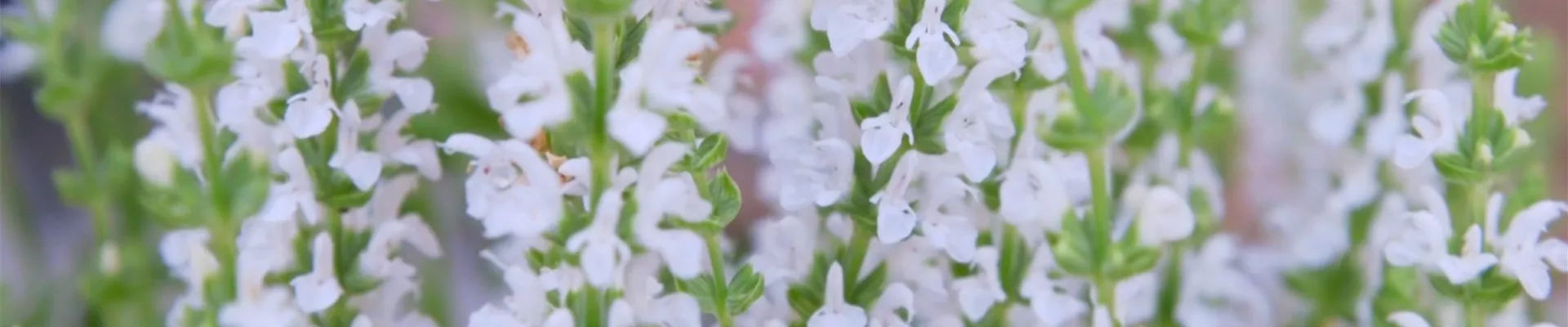 Steppensalbei - Einpflanzen im Garten (thumbnail).jpg