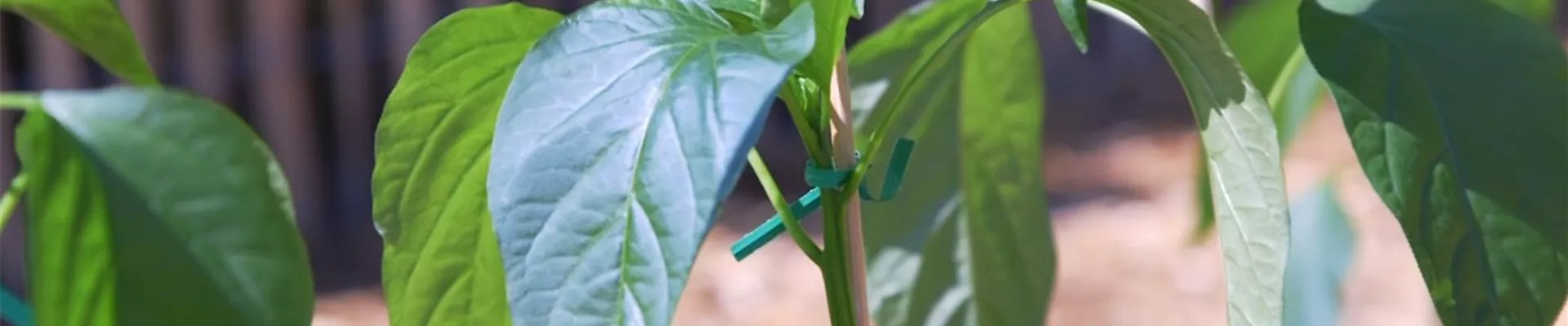 Jalapeno Paprika - Einpflanzen im Gemüsebeet (Thumbnail).jpg