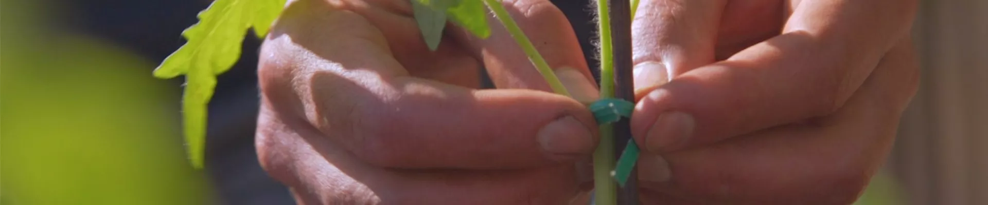 Romatomaten - Einpflanzen ins Gemüsebeet (Thumbnail).jpg