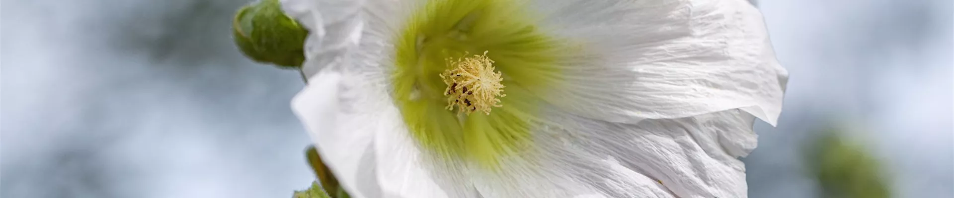 Stockrose - Einpflanzen im Garten (Thumbnail).jpg