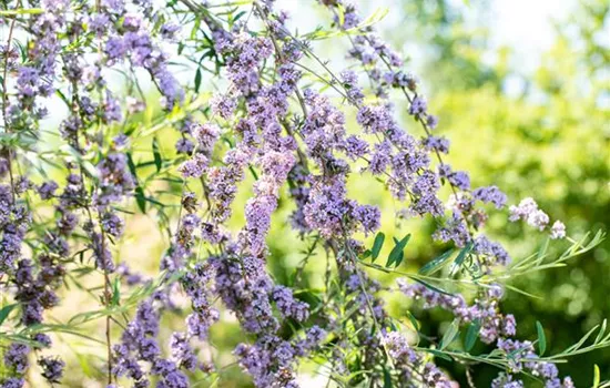 Sommerflieder pflanzen und bunte Blüten bewundern