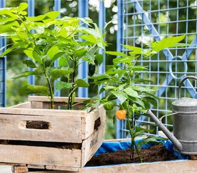 Urban Gardening Ideen für wenig Platz