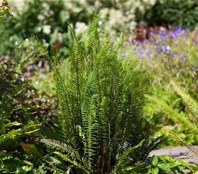 Feuchtzonen im Garten