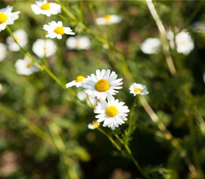 8 Pflanzen für die Gesundheit, die jeder kennen sollte