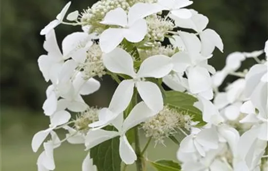 Rispenhortensie 'Kyushu'