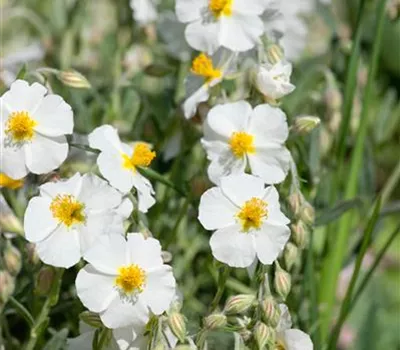 Garten-Sonnenröschen