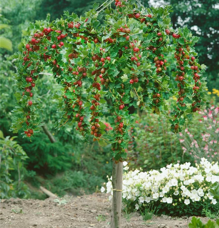 Stachelbeere 'Princettia', Stamm