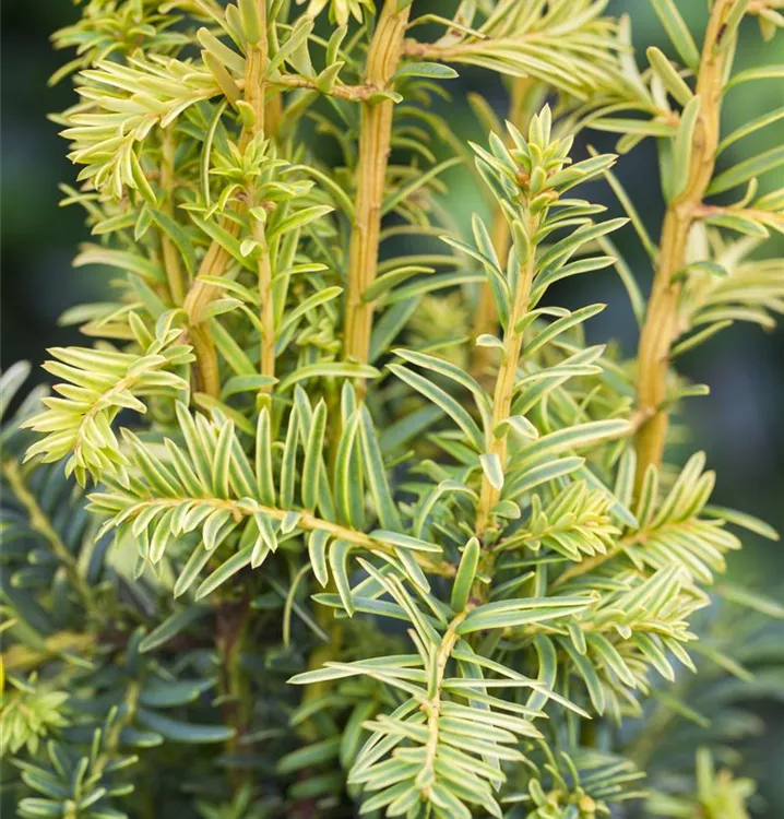 Gelbe Adlerschwingen-Eibe 'Dovastonii Aurea'