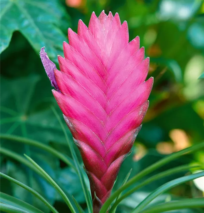 Vriesea, rosa