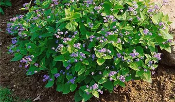 Zum Vergrößern klicken Bildvorschau