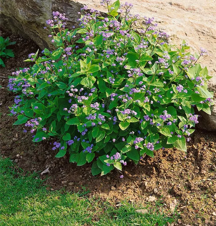 Kaukasus-Vergissmeinnicht Kaukasus-Vergissmeinnicht