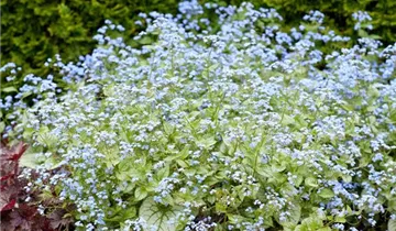 Zum Vergrößern klicken Bildvorschau
