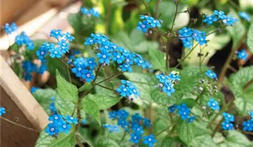 Zum Vergrößern klicken Bildvorschau