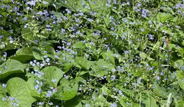 Zum Vergrößern klicken Bildvorschau