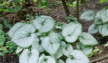 Zum Vergrößern klicken Bildvorschau