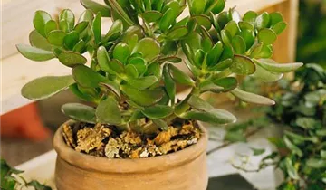 Zum Vergrößern klicken Bildvorschau