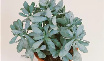 Zum Vergrößern klicken Bildvorschau