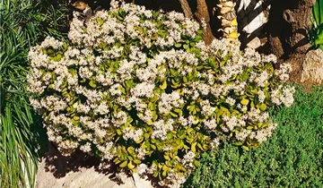 Zum Vergrößern klicken Bildvorschau