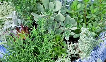 Zum Vergrößern klicken Bildvorschau