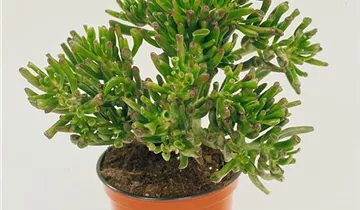 Zum Vergrößern klicken Bildvorschau