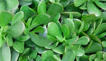 Zum Vergrößern klicken Bildvorschau