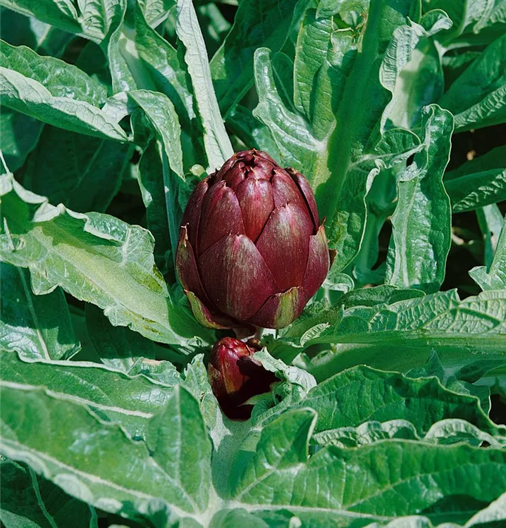 Gemüse-Artischocke