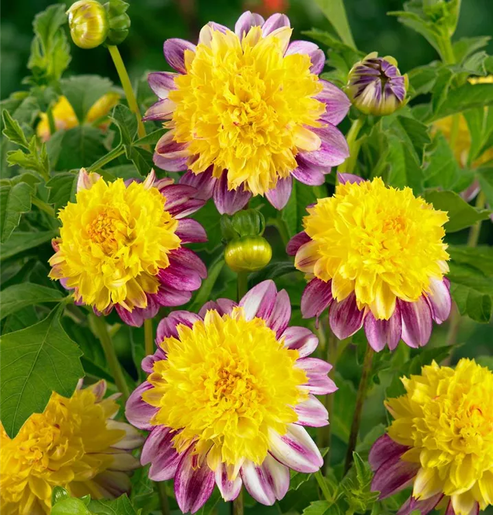Dahlie