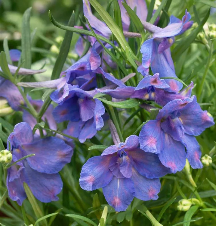 Großblütiger Zwerg-Rittersporn