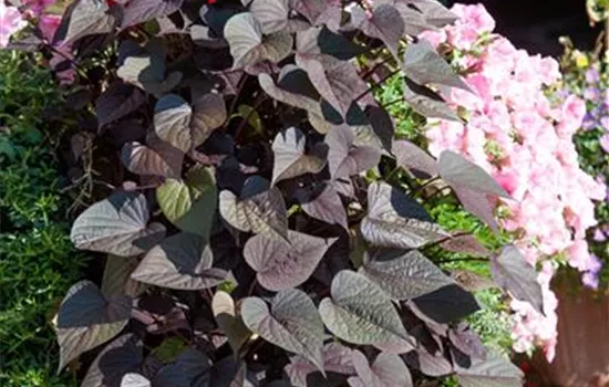 Süßkartoffel Süßkartoffel