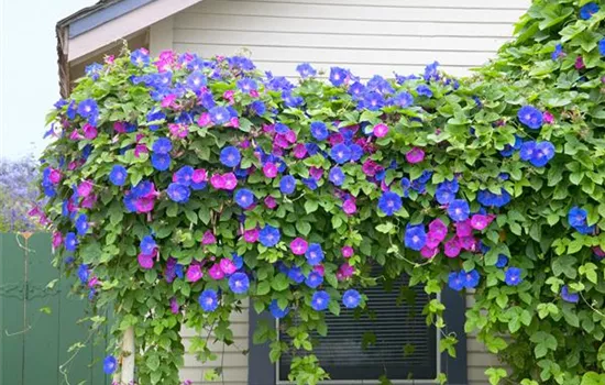 Bunte Gartenwinde Bunte Gartenwinde