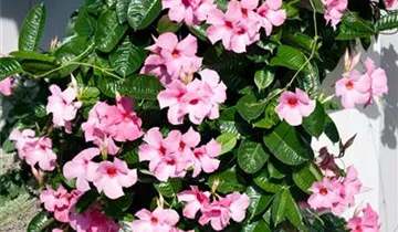 Zum Vergrößern klicken Bildvorschau