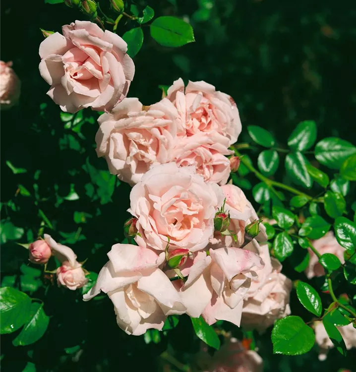 Kletterrose 'New Dawn'