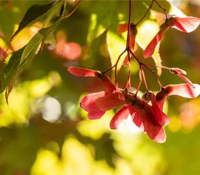 Gartenarbeit im Herbst - Das richtige Gartenzubehör macht’s Gartenarbeit im Herbst - Das richtige Gartenzubehör macht’s