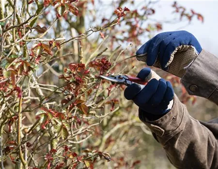 Rosen schneiden – am besten schon zu Beginn des Frühlings