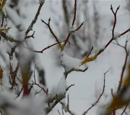 Winterschutz für Pflanzen – So geht´s gesund durch den Winter