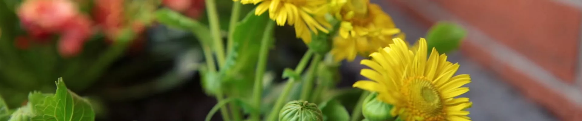 Gemswurz - Einpflanzen im Garten (Thumbnail).jpg Gemswurz - Einpflanzen im Garten (Thumbnail).jpg