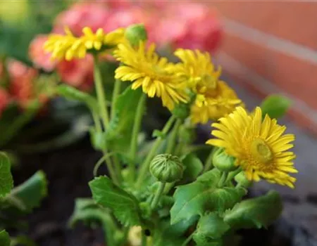 Gemswurz - Einpflanzen im Garten Gemswurz - Einpflanzen im Garten