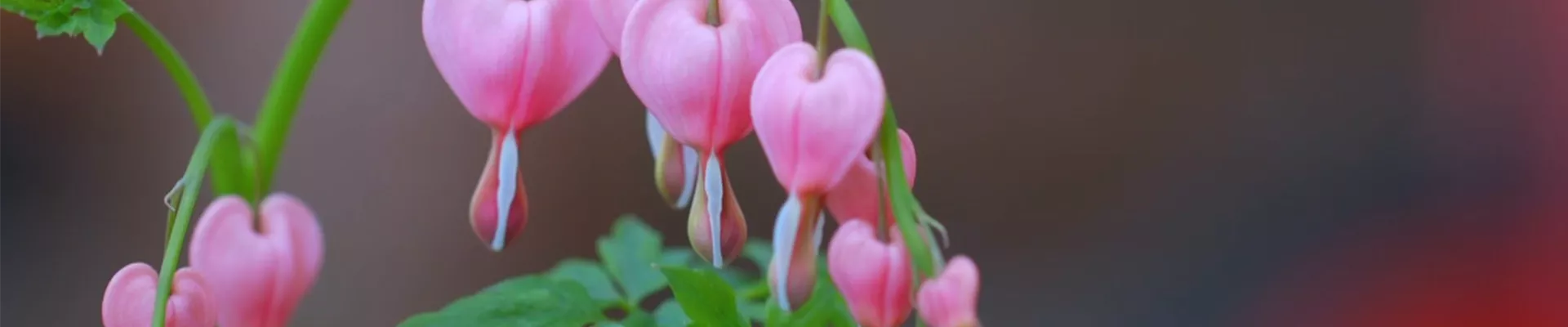 Tränendes Herz - Einpflanzen im Garten (Thumbnail).jpg Tränendes Herz - Einpflanzen im Garten (Thumbnail).jpg