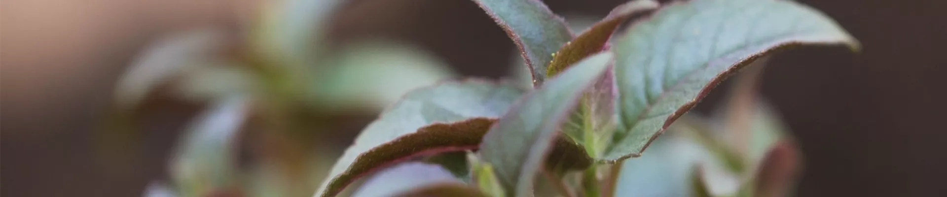 Minzblättrige Indianernessel (thumbnail).jpg