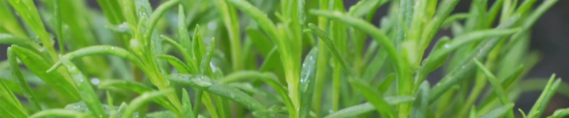 Lavendel - Einpflanzen im Garten (thumbnail).jpg Lavendel - Einpflanzen im Garten (thumbnail).jpg