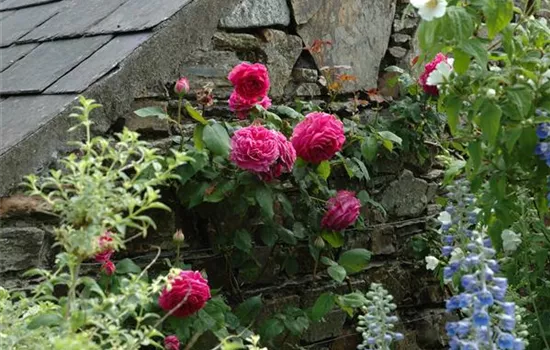 Rosenpflege – pflanzen, schneiden, düngen