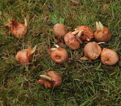 Herbst-Krokus einpflanzen im Garten Herbst-Krokus einpflanzen im Garten