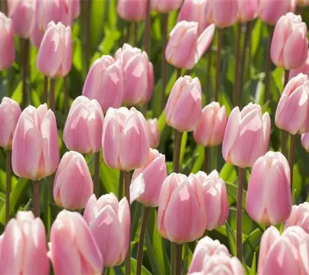 Triumph-Tulpen pflanzen – Farbenspiel im Blumenbeet