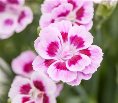 Dianthus – symbolträchtige Nelken