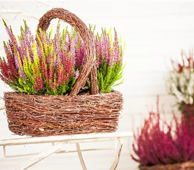 Den Herbst mit Heide und Chrysanthemen auf den Balkon holen Den Herbst mit Heide und Chrysanthemen auf den Balkon holen