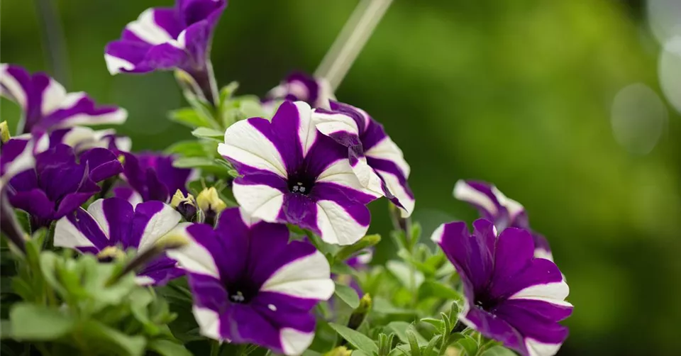 Petunia 'Surprise Bavaria'